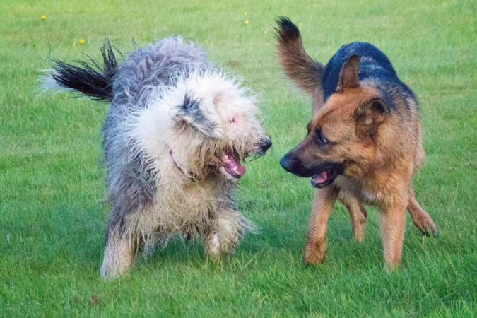 “Un gioco da…cani: etologia e comportamenti ludici” con la Dott.ssa Lorenza Polistena – Lezione 2