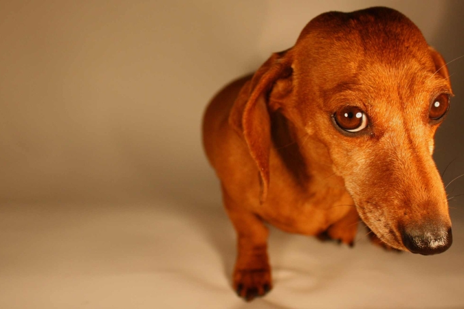 “Il cane timido e insicuro” con la Dott.ssa Katia Galbiati