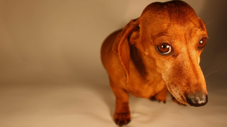 il cane timido e insicuro