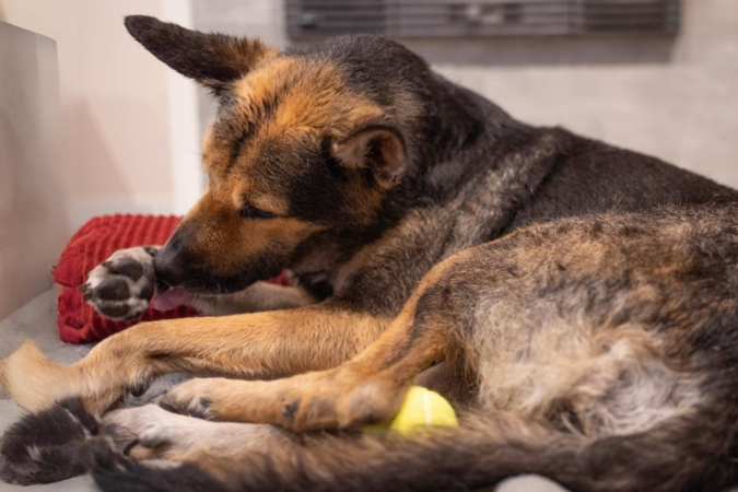 “Lo stress nel cane” con la Dott.ssa Katia Galbiati