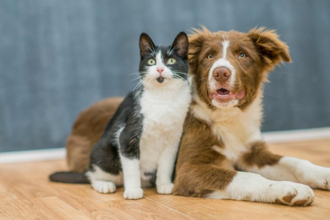 “Cane e gatto: Menti a confronto” con la Dott.ssa Sabrina Giussani