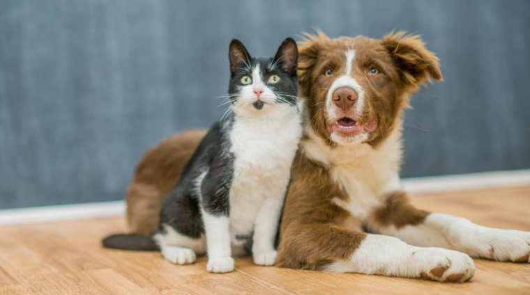 cane e gatto menti a confronto