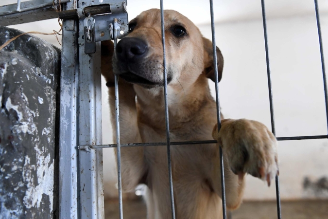 “Incontriamo il cane in canile: emozioni, stress ed esperienze nell’intervento terapeutico” con Corrado Girello – Lezione 2