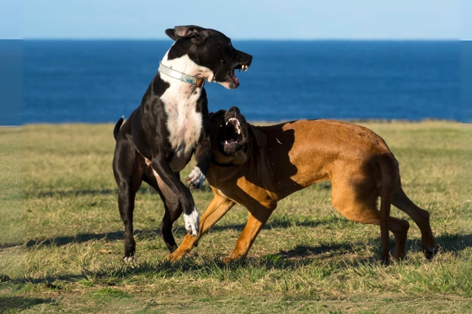 “Il comportamento agonistico nelle dinamiche sociali del cane ed il mito dell’aggressività” con la dott.sa Cinzia Stefanini – Lezione 2