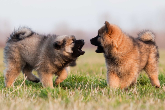 “Stai a sentire: la comunicazione acustica dei cani” con la Dott.ssa Lorenza Polistena – Lezione 2