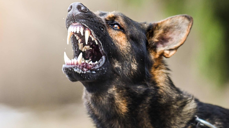 il cane pericoloso secondo ordinanza ministeriale