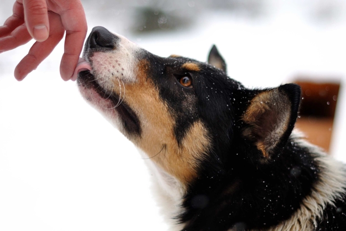 “Il primo approccio pratico alle malattie del comportamento del cane” con Corrado Girello