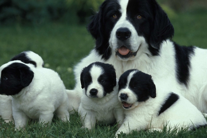 “Comportamento materno e separazione precoce nei cani: un approccio etologico” con la Dott.ssa Lorenza Polistena – Lezione 2