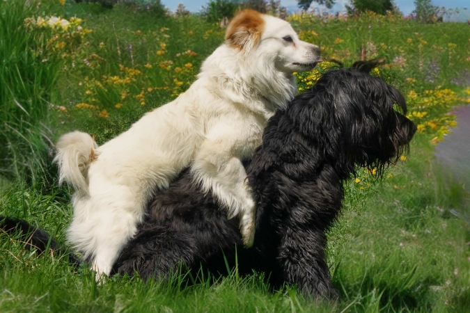 “I comportamenti di monta del cane” con Dott. Corrado Girello – Lezione 2