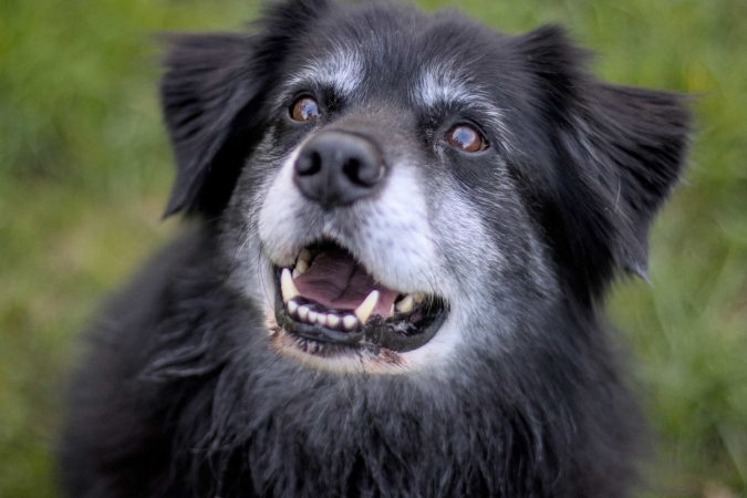 “Il Cane anziano” con Dott.ssa Sabrina Giussani – Lezione 2