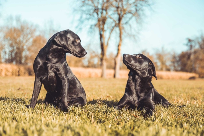 “Si fa per dire: etologia e comunicazione visiva nel cane” con la Dott.ssa Lorenza Polistena – Lezione 2