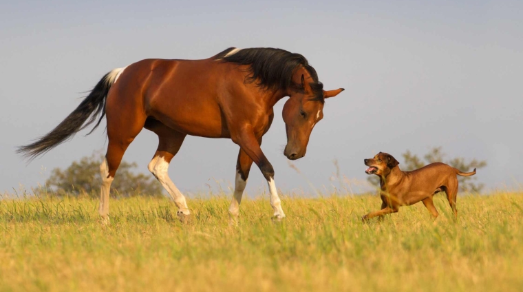 benessere animale e bioetica