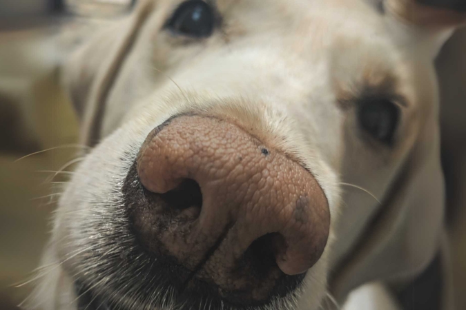 “I SMELL: neurofisiologia dell’olfatto” con la Dott.ssa Elisabetta Mariani – Lezione 2