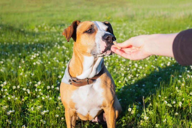 “Il ruolo e le dinamiche del cibo nella relazione con il cane” con il Dott. Franco Fassola