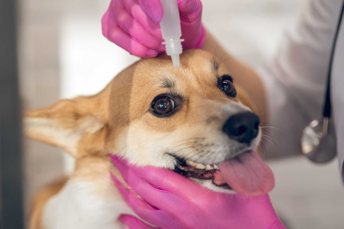 “Incidenza delle patologie oculari invalidanti: come vivere con un cane cieco” con dott. Domenico Multari – lezione 2