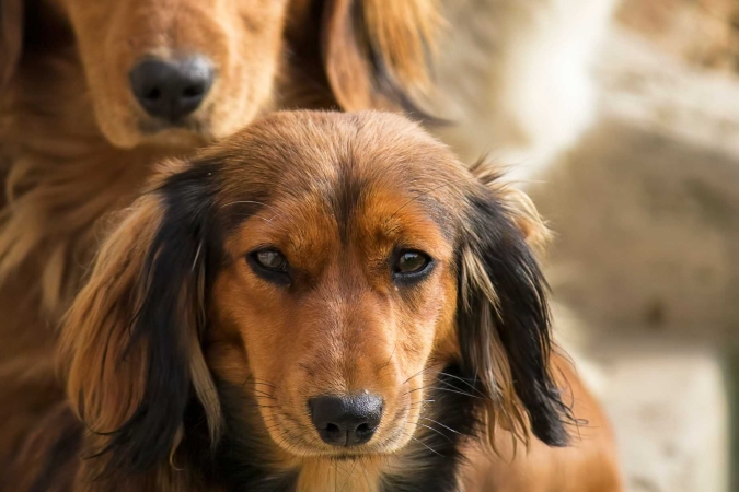 “Il dolore sociale nel cane” con la Dott.ssa Elisabetta Mariani