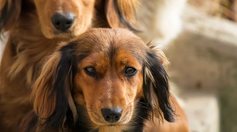 l dolore sociale nel cane