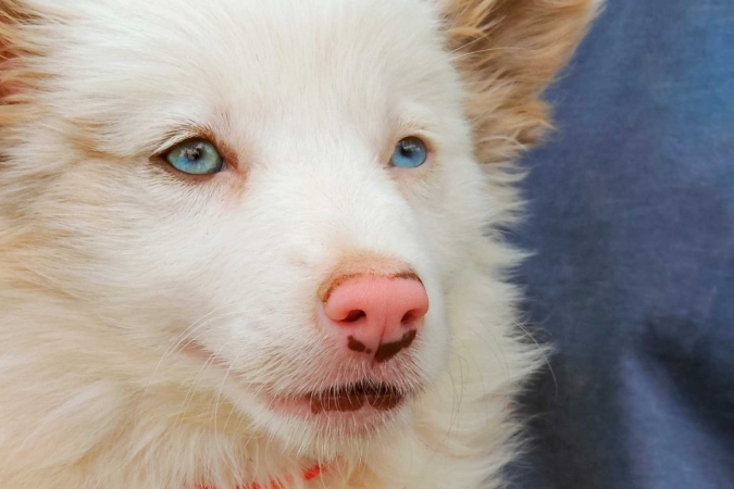 “Parlami, ti sento. La vita con un cane sordo” con Dario Ferrario