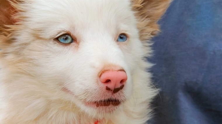 parlami ti sento la vita con un cane sordo