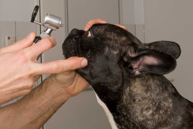 “Le patologie oculari più frequenti nel cane” con dott. Domenico Multari – lezione 1