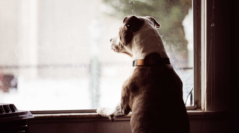 riconoscere e supportare il cane affetto da ansia da separazione