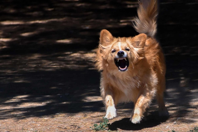 “Come riconoscere il comportamento problematico del cane dai sintomi di una patologia comportamentale” con il Dott. Franco Fassola