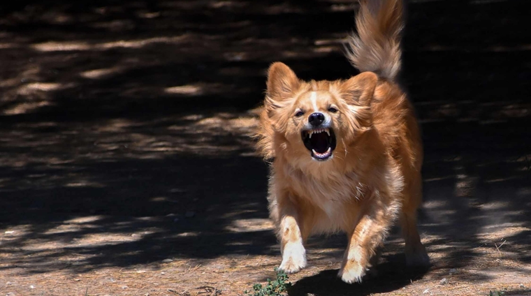 riconoscere il comportamento problematico del cane dai sintomi di una patologia comportamentale