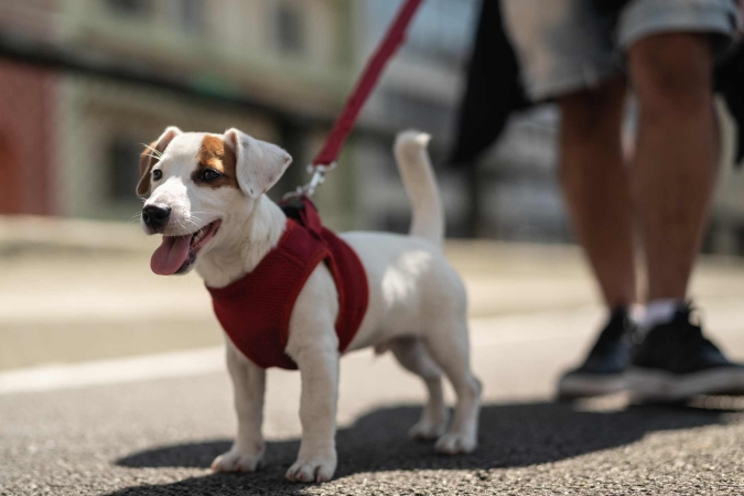 “La vita del cane in città” con il Dott. Franco Fassola