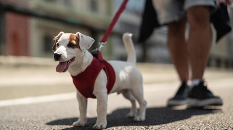 vita del cane in città