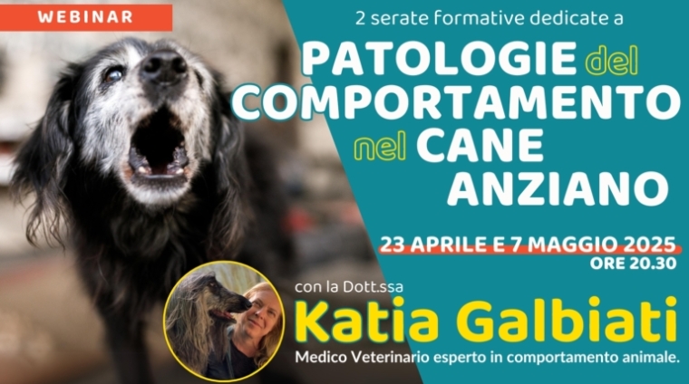 cane anziano